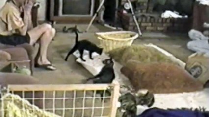 Juste une bande de trouillard ses chats ! Xd