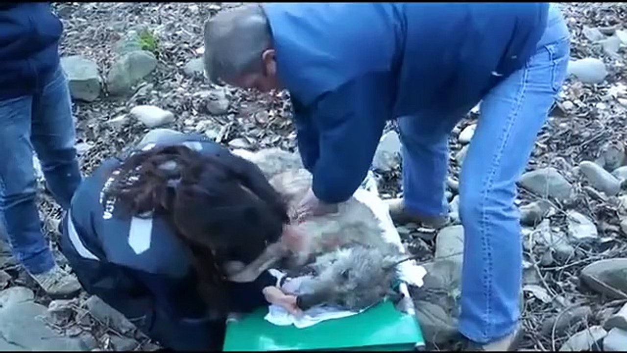 Sauvetage d'un LOUP , merci à vous , mes amis Italiens !