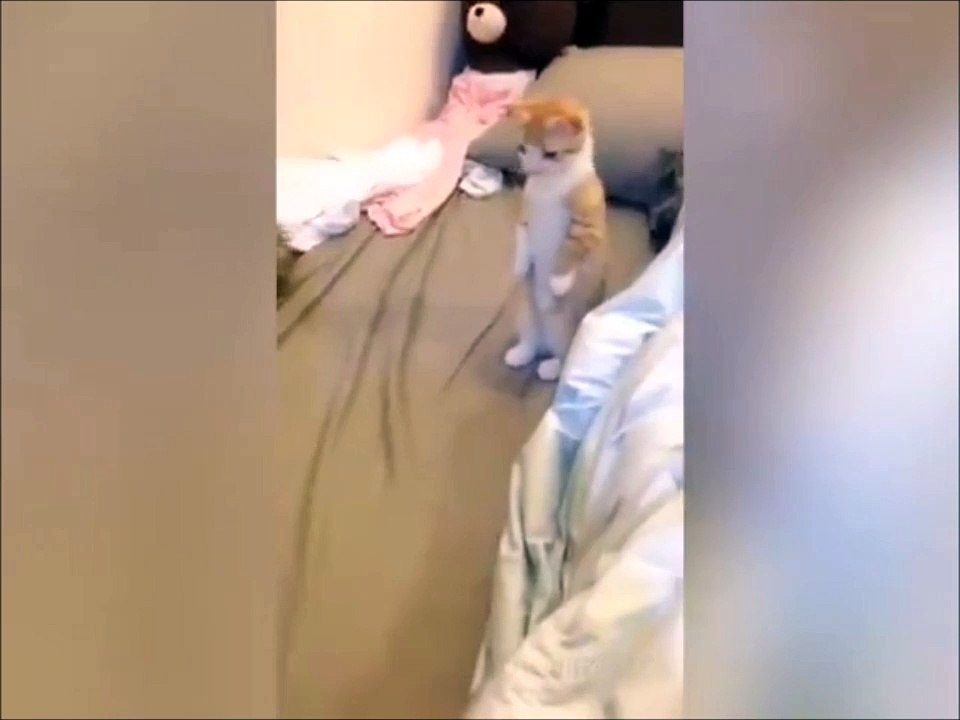 The cutest cat ever... Adorable pet