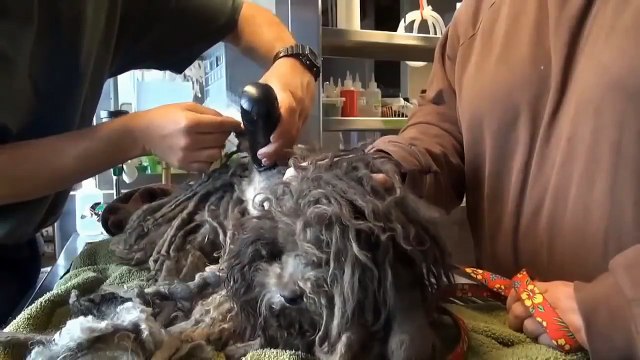 БРОШЕННЫЕ животные ДО и ПОСЛЕ спасения (ВИДЕО)