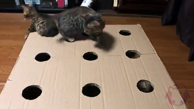 Котята очень весело играют