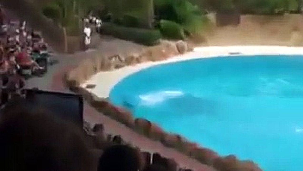 Amazing fish dance