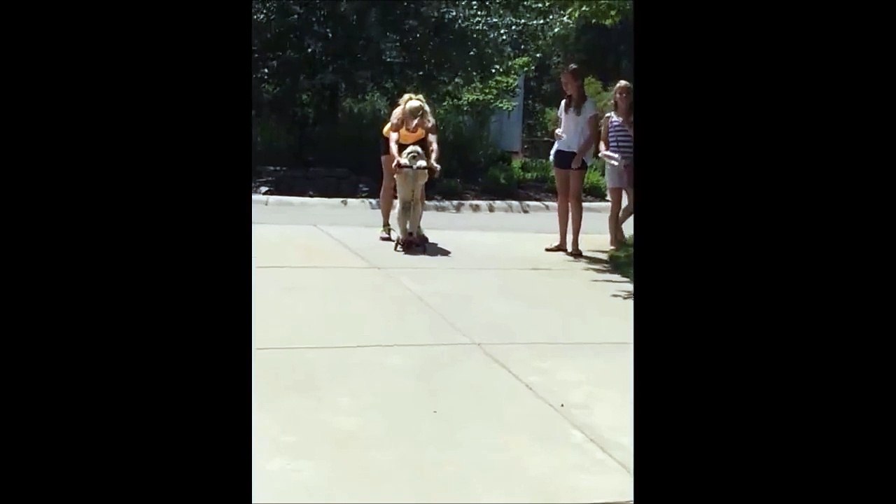 Funny dog riding a scooter!