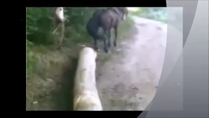 A lição de um cavalo
