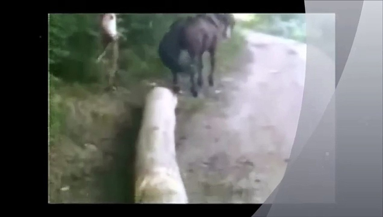 A lição de um cavalo