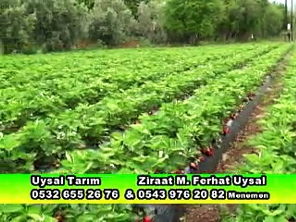 239 Menemen Pamuk Programı