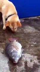 I wish all humans would be like this amazing dog.