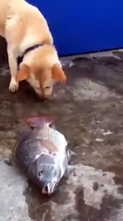 I wish all humans would be like this amazing dog.