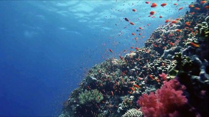 Source Creation: Awakened Relationships by Anon I mus