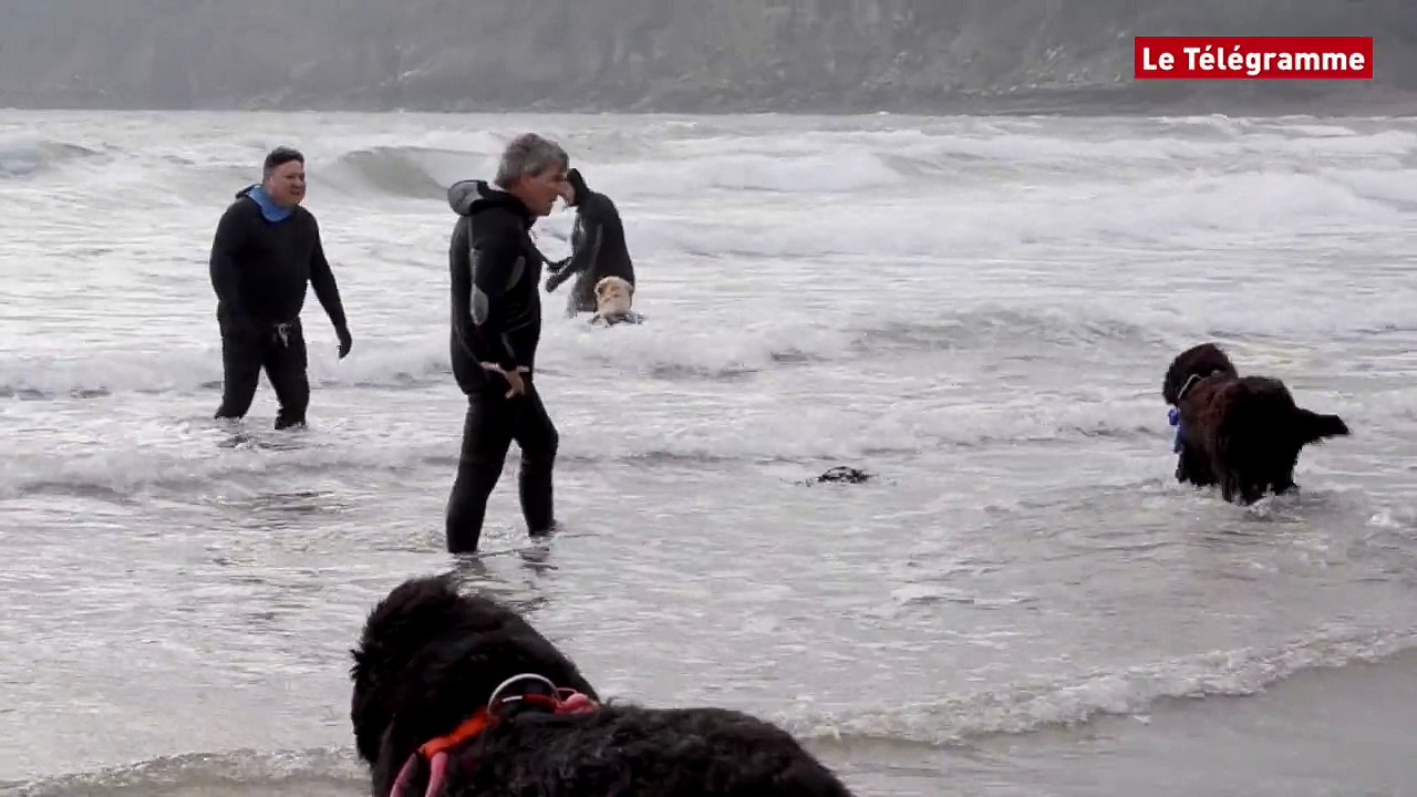 Plouézec (22). Chiens d'eau du Goëlo : gros ploufs à Bréhec