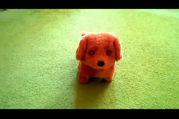 Cute but Creepy Green Eyed Toy Puppy