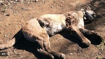 NPS: Several Young Mountain Lions Found Dead In Santa Monica Mountains