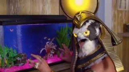 SolarCity Commercial - At Home with Ra: Fish Tank Standoff