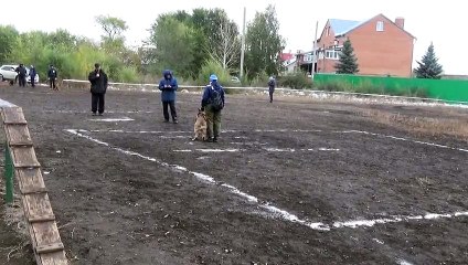 Городские соревнования "Город и собака" 10.10.2015 г.
