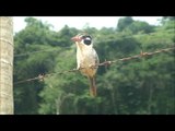 Woodpecker - Pica-pau