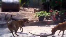 funny Fight between  dog and the snake