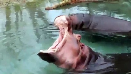 ¿Qué Piensan los Animales de las Matemáticas? 🐾 Divertidísima Colección de Animales Bostezando