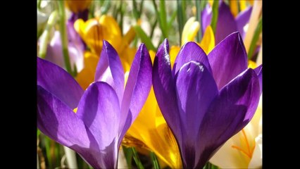 Une fleur,un sourire chanté par BOB CASTEL