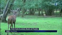 À la découverte du brame du cerf