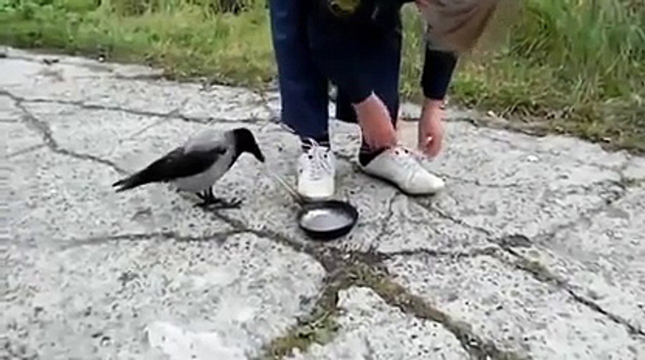 Le corbeau voleur