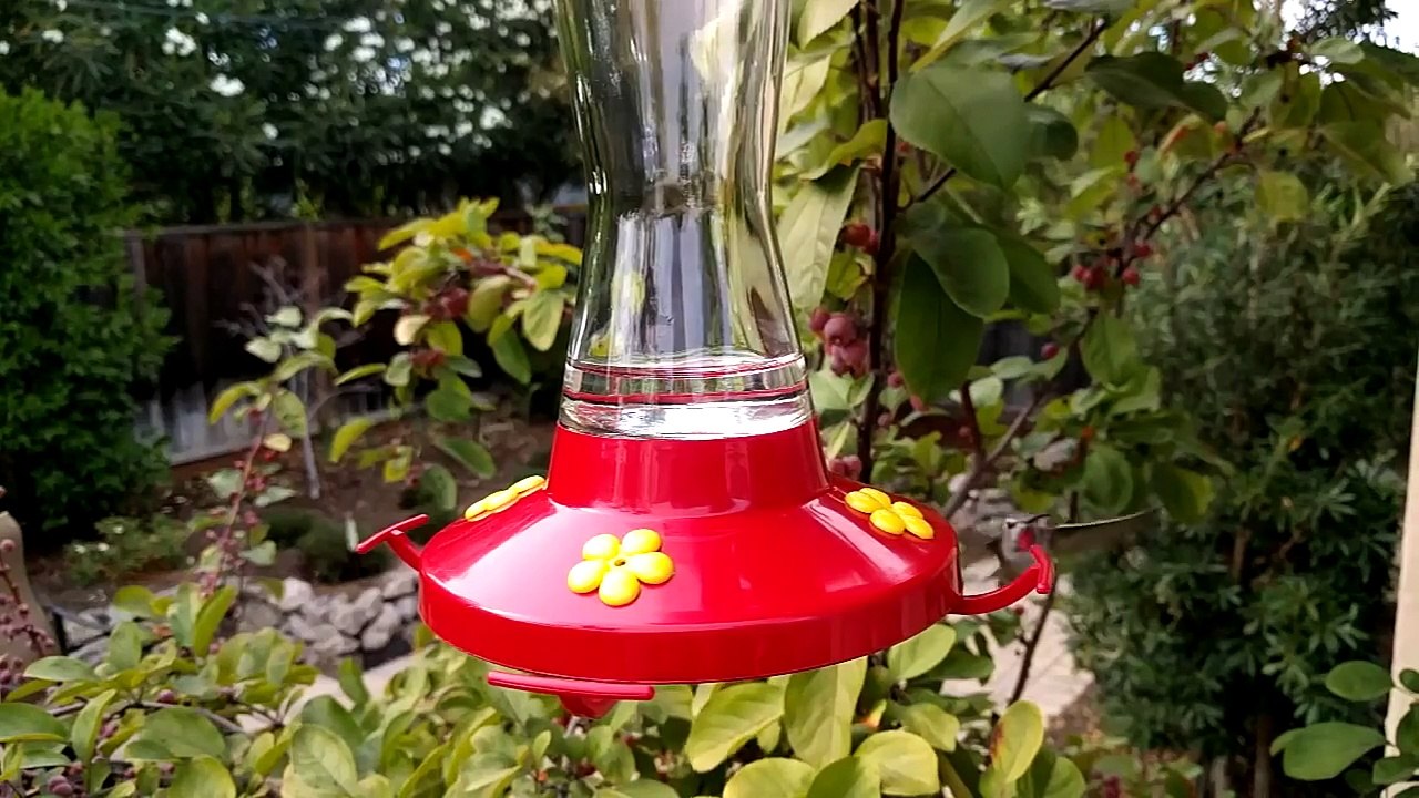 Un colibri au ralenti