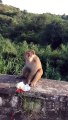 Very Amazing Funny Pranks Monkey!! Must see