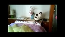 Cute & Funny Cats Videos Compilation May 2014! EPIC!
