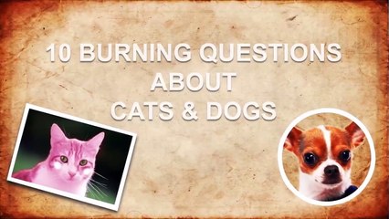 Why Do Cats Hate Water? + 9 More Animal Mysteries