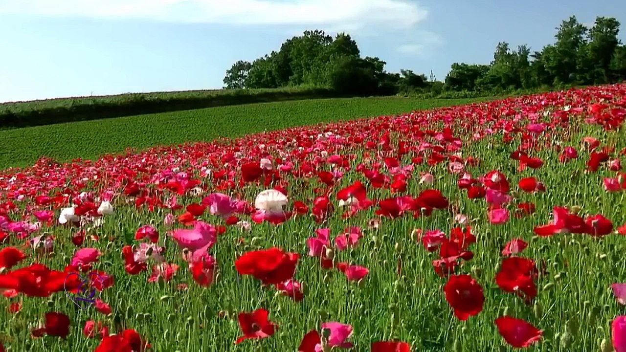 Flight of the Butterfly - Dailymotion Music Video HD