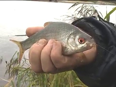 Ловля плотвы, ловля на поплавочную удочку, рыбалка осенью