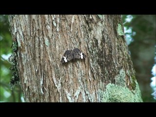 Gray Cracker Hamadryas feronia - Borboleta estaladeira
