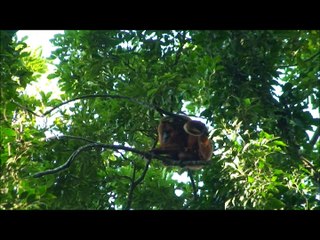 Bugio (monkey) - Alouatta Seniculus - Guariba - Venezuelan red howler
