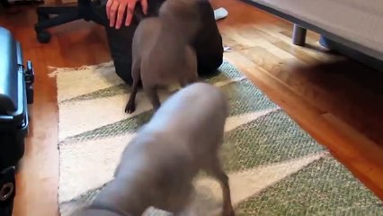 Copy of Breeding pedigrees going for it (Animals Behaving Naturally _) subscribe