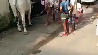 cow play