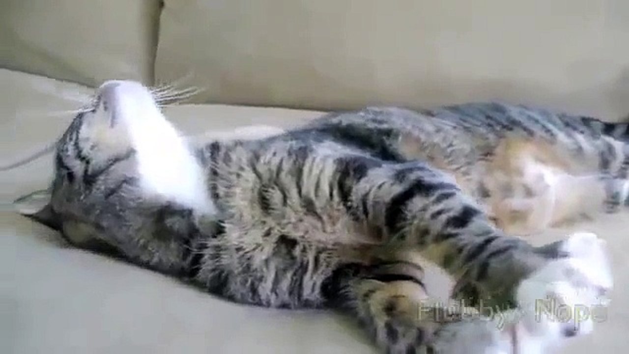 Кот, ежик и собака Офигенное видео! Вы такого не видели!