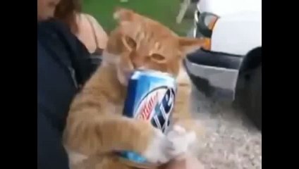 Коты после валерьянки