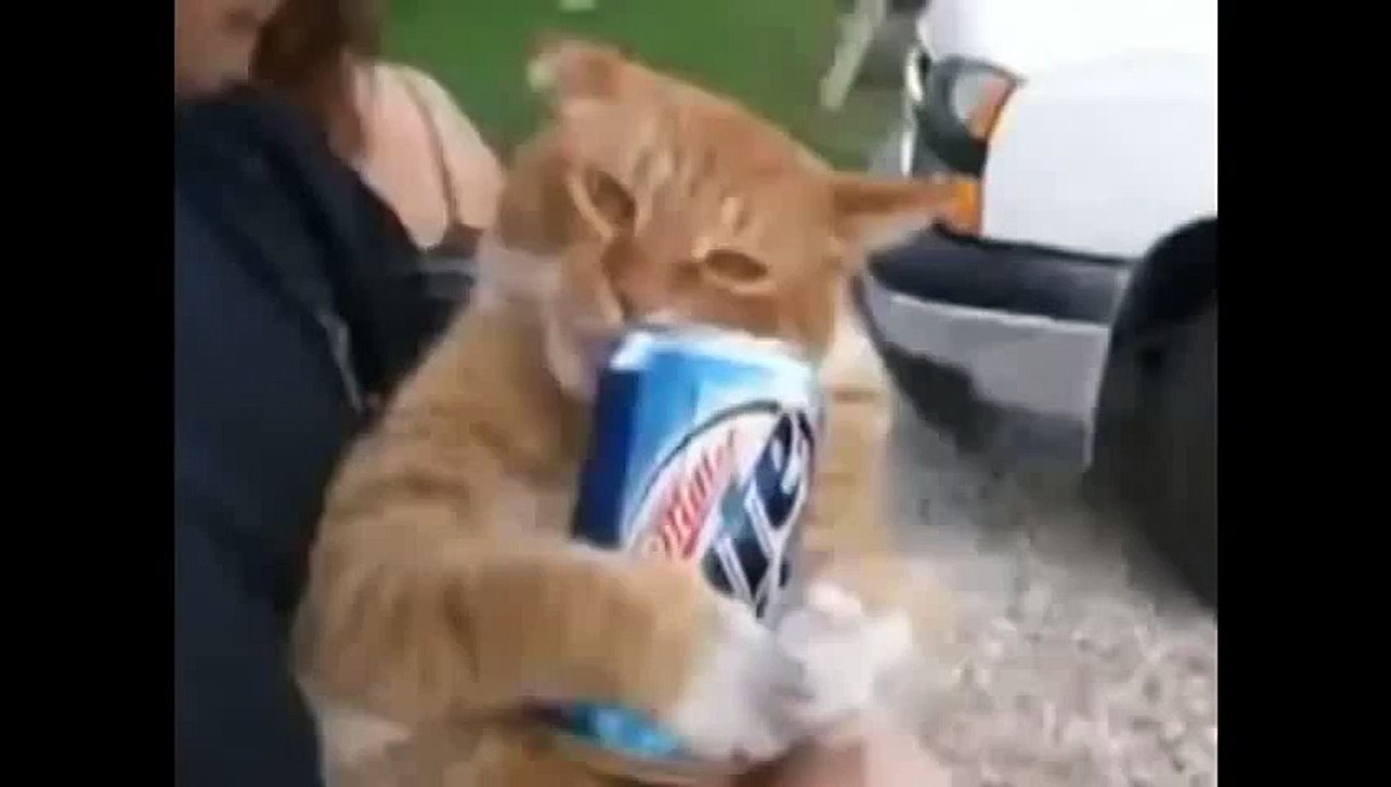 Коты после валерьянки