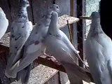 kasni melli ankhow mai pakistani pigeons