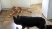 German Shepherd scared of Stuffed Toy Tiger. Very Funny! (ORIGINAL VIDEO