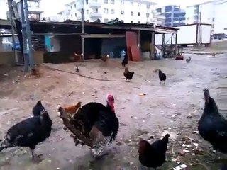 Bu hindiler söyleneni anlıyor - Komik videoları izle 2015