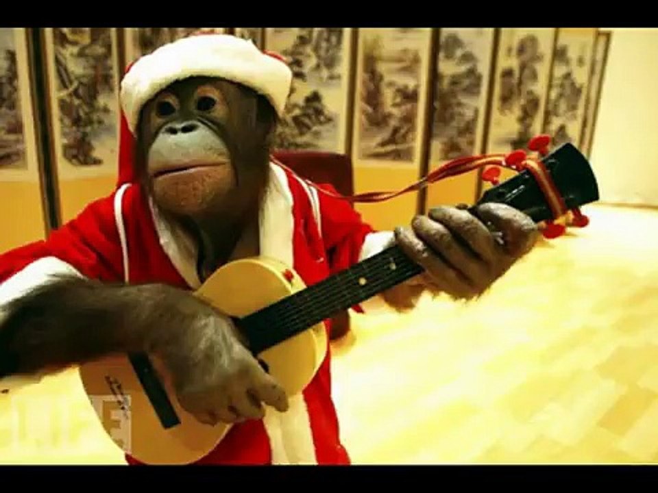 Çok şirin hayvan videoları izle çok komik