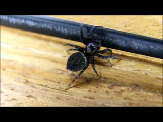 Jumping Spider - Aranha Papa-moscas - Salticidae