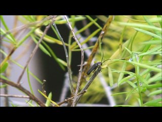 Voracious Photuris - Vaga-lume