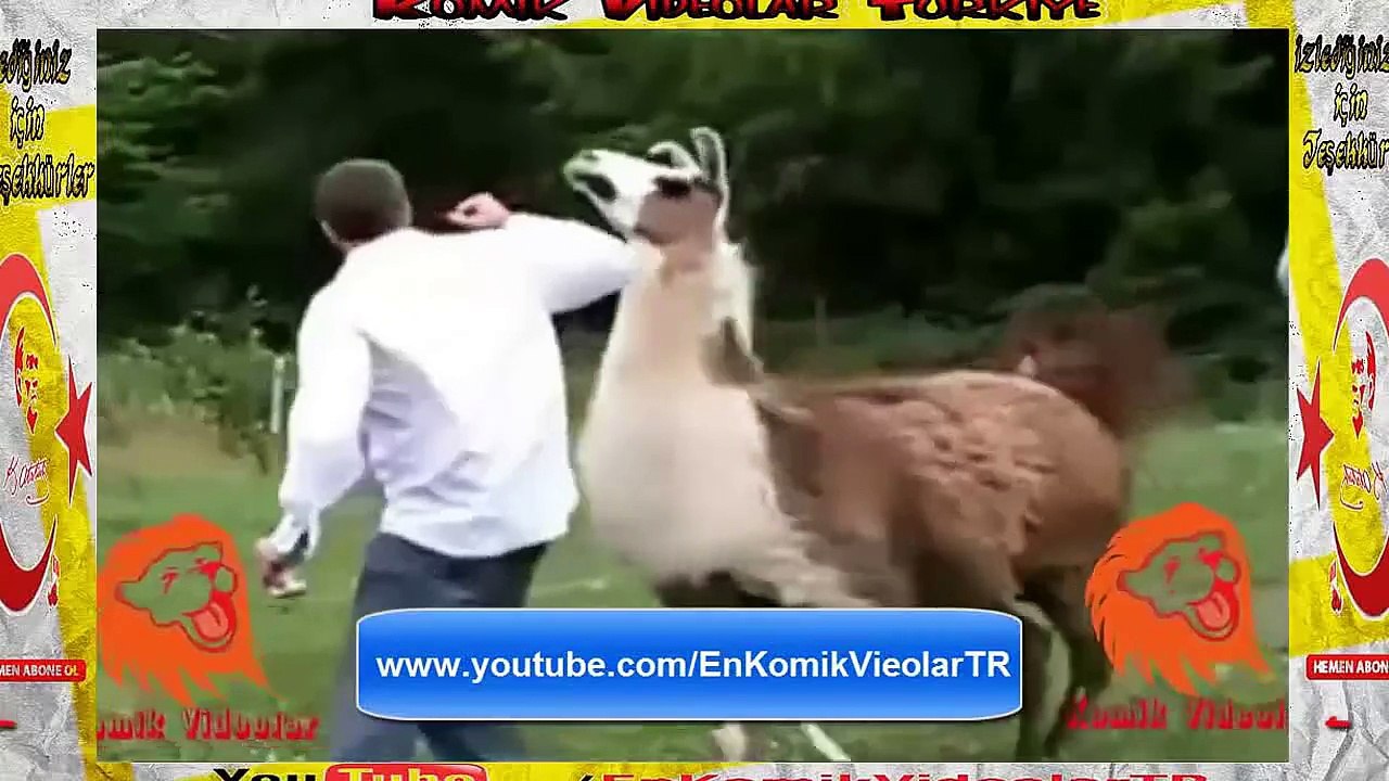 Lama Kızıyor Adamı Kovalıyor Arkadaşı Gülme Krizine Giriyor Komik Video lar izle