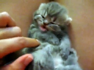 下载视频: Bonito Gatito Despertandose! ★ humor gatos - video divertido gatos chistosos risa gato