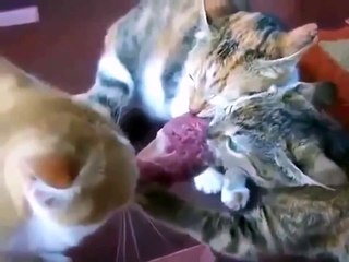 Три кота тянут кусок мяса