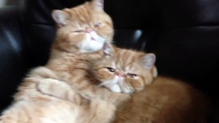 Страстный поцелуй кота