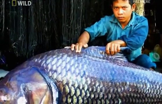 Карп 120 кг. (самый большой карп пойманный на удочку)