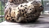 Леопард обожает, когда его гладят!