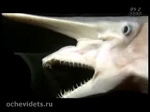 Монстр из глубин Мирового океана!